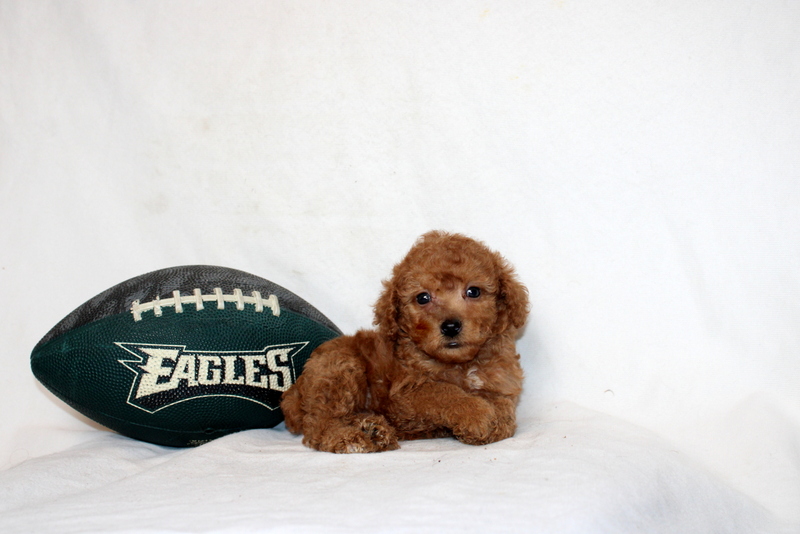 puppy, for, sale, Mini Poodle, Matthew B. Stoltzfus, dog, breeder, Gap, PA, dog-breeder, puppy-for-sale, forsale, nearby, find, puppyfind, locator, puppylocator, aca